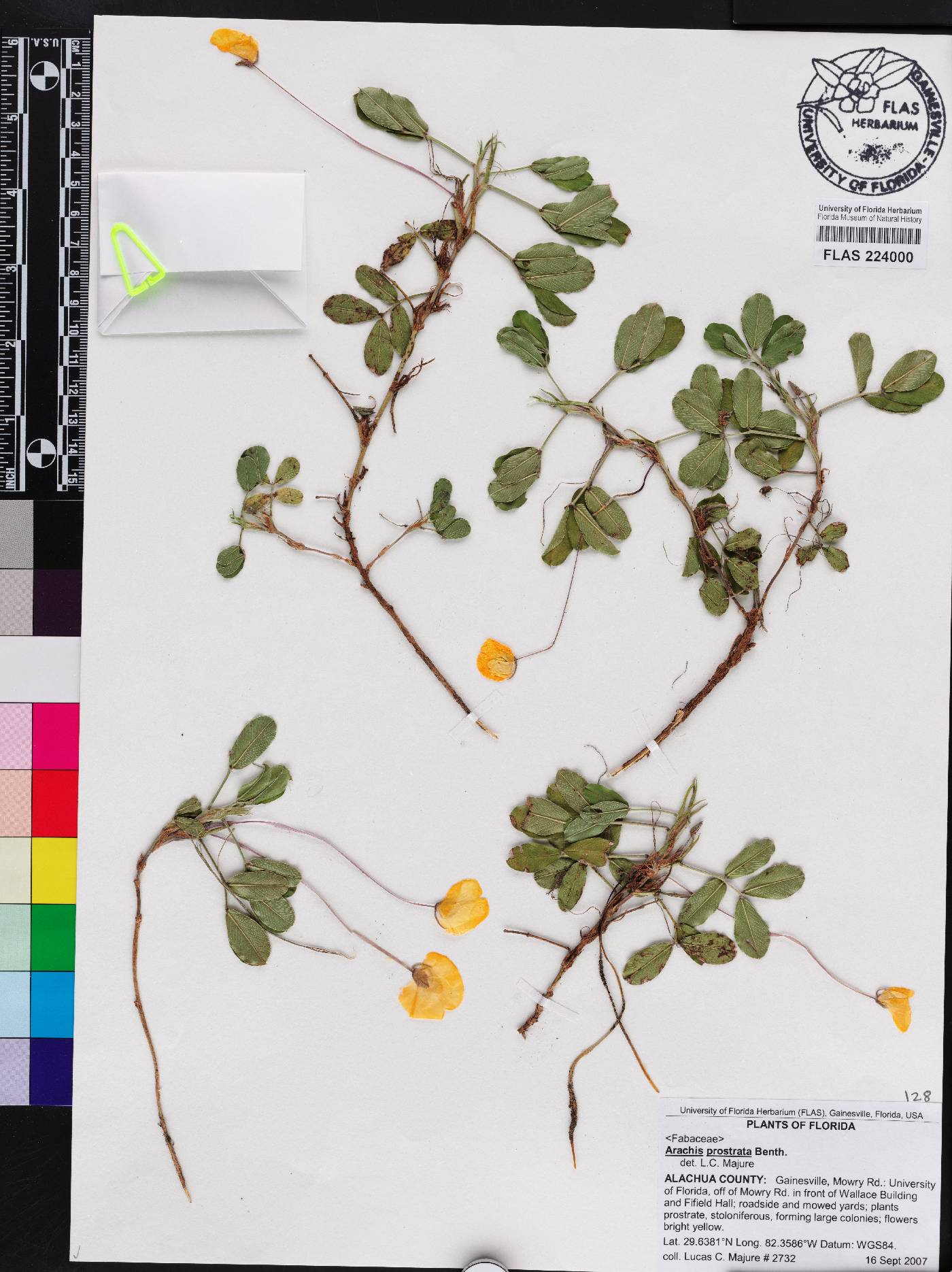 Arachis prostrata image