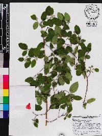 Berchemia scandens image