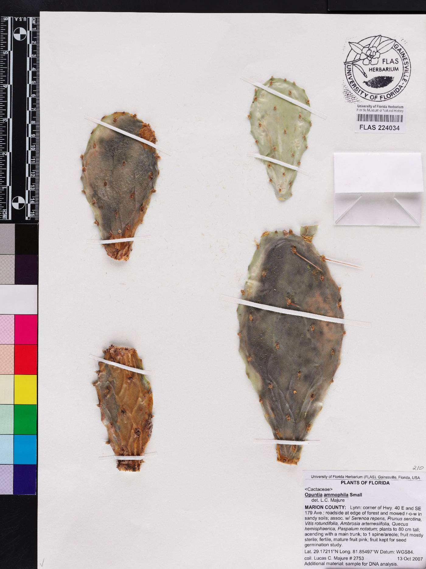 Opuntia austrina image
