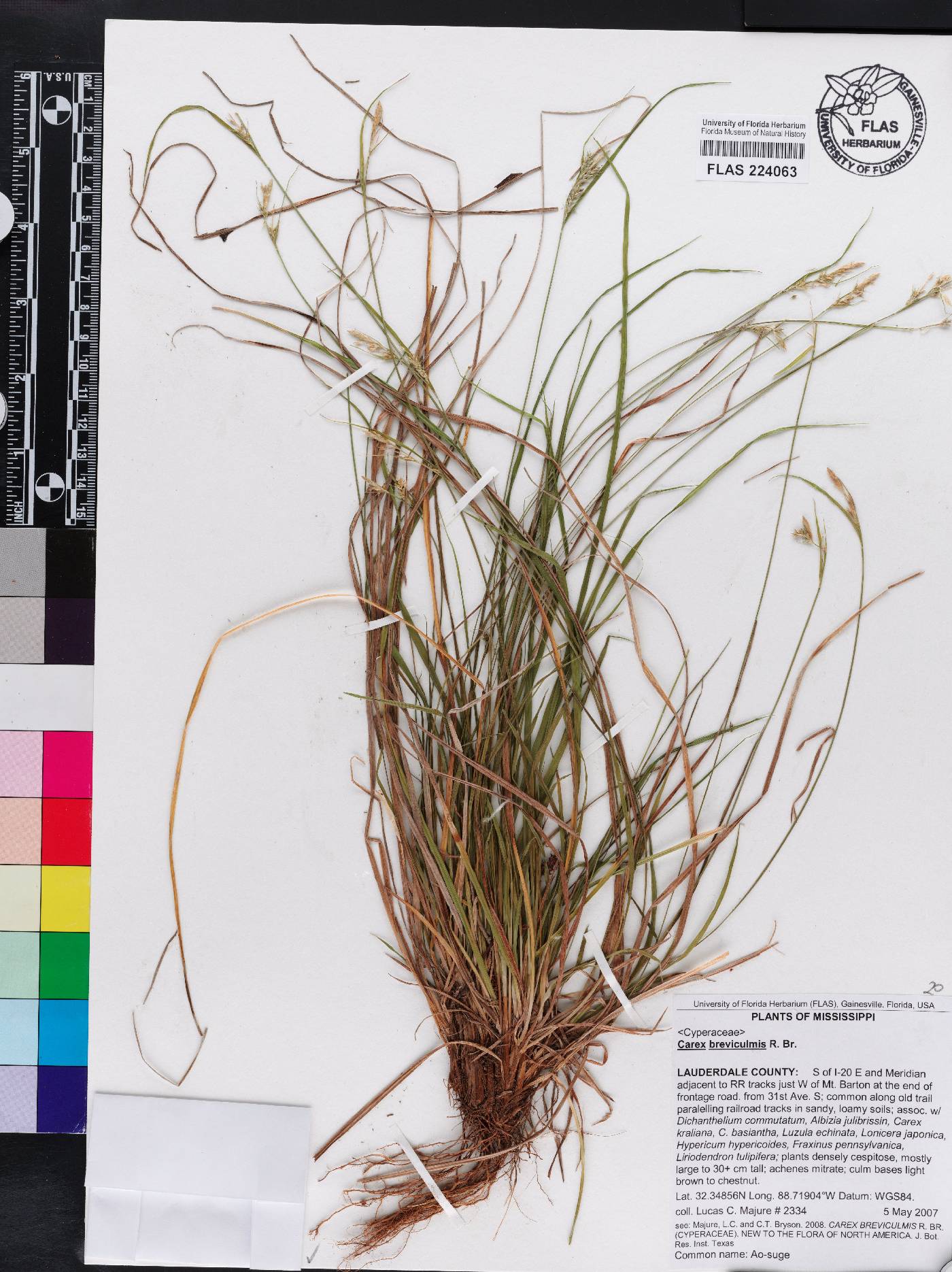 Carex breviculmis image