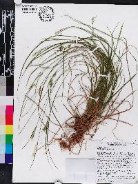 Carex breviculmis image