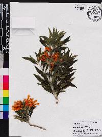 Leonotis leonurus image