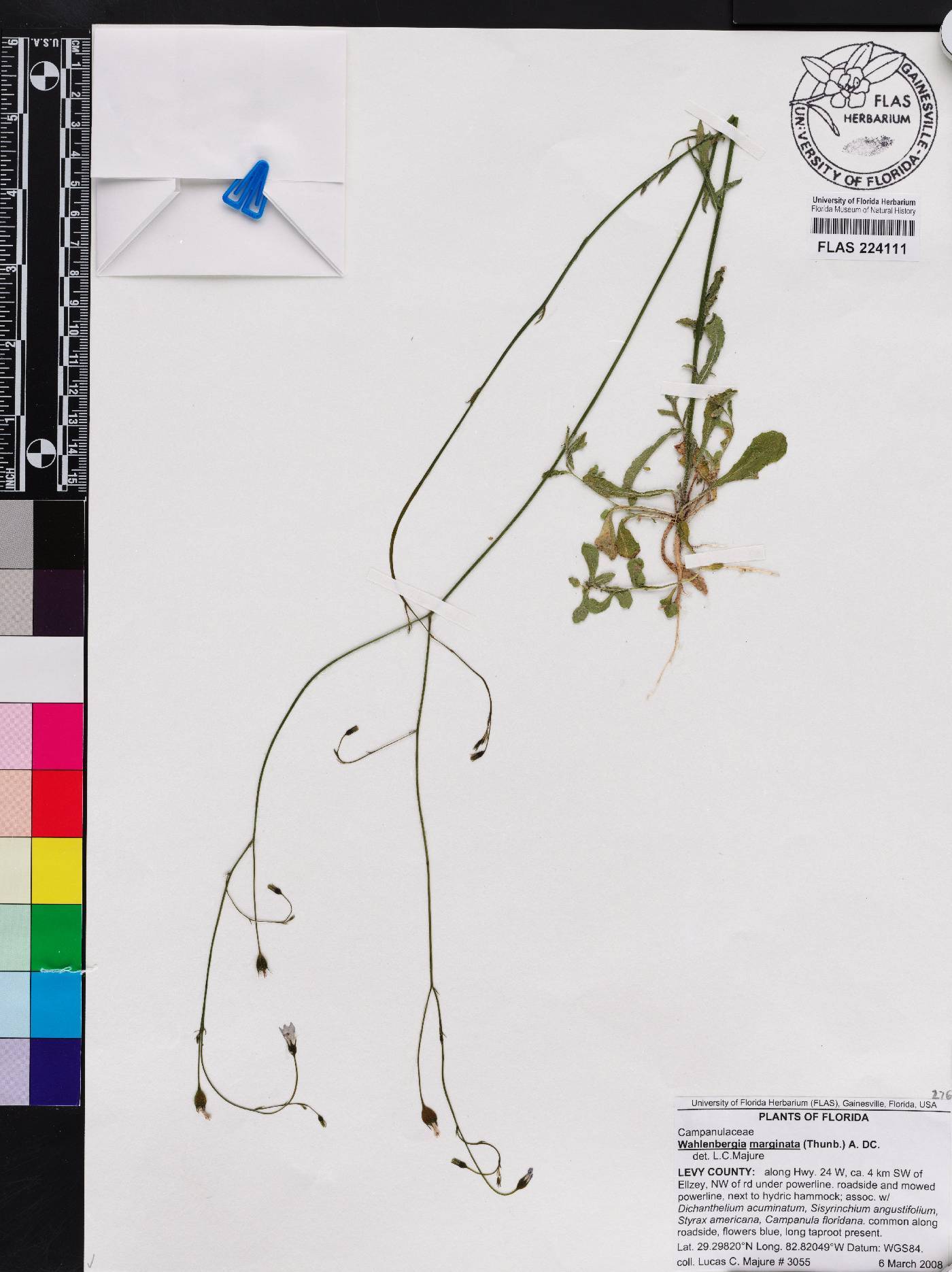 Wahlenbergia marginata image