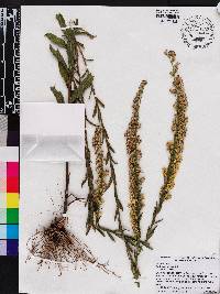 Solidago stricta image