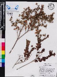 Hypericum myrtifolium image