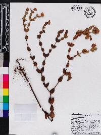 Hypericum tetrapetalum image