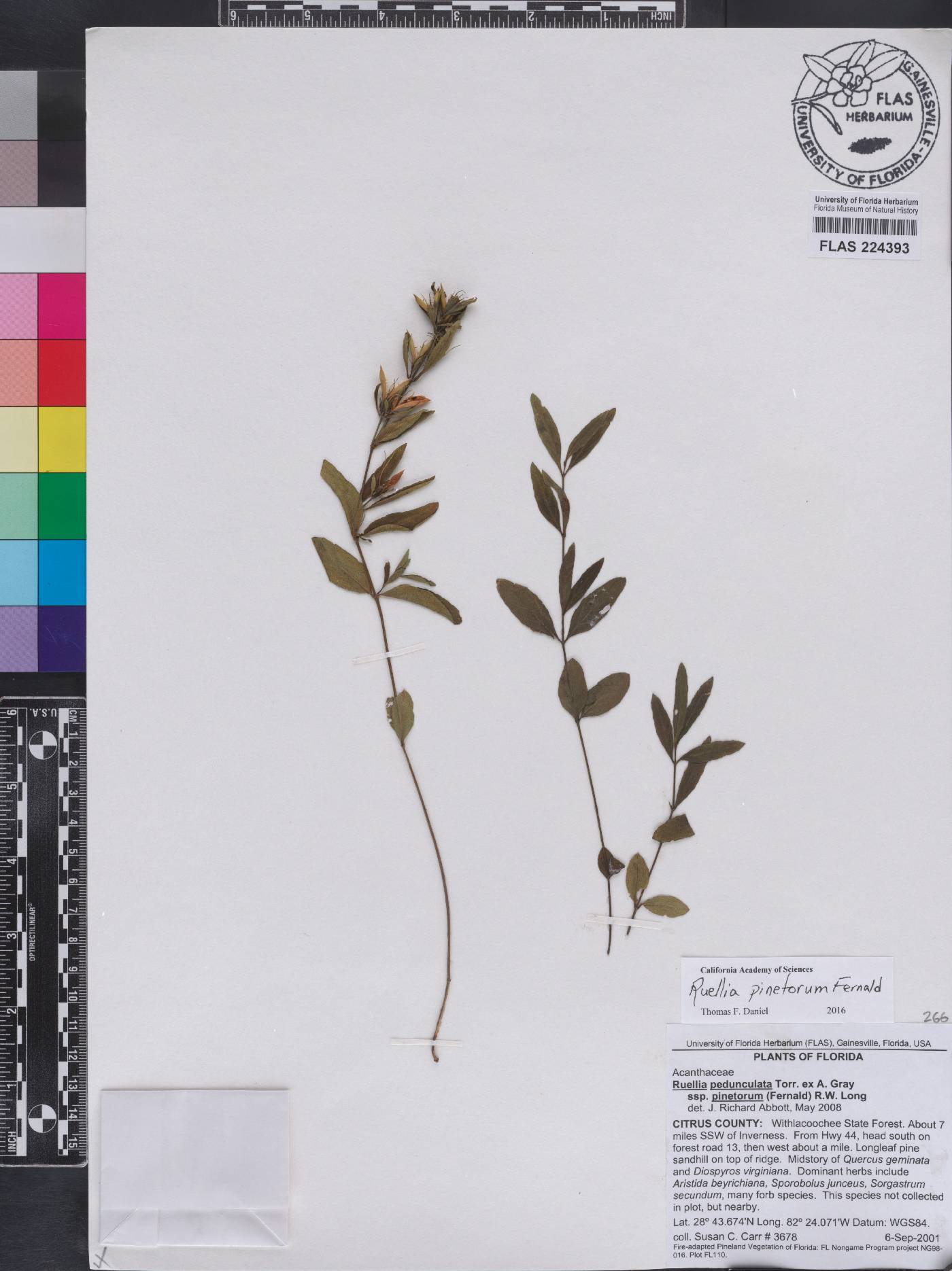 Ruellia pedunculata subsp. pinetorum image