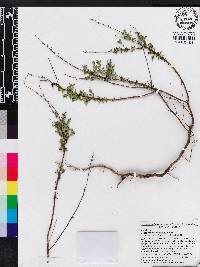 Calamintha coccinea image