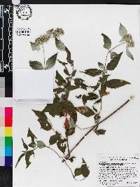 Pycnanthemum pycnanthemoides image