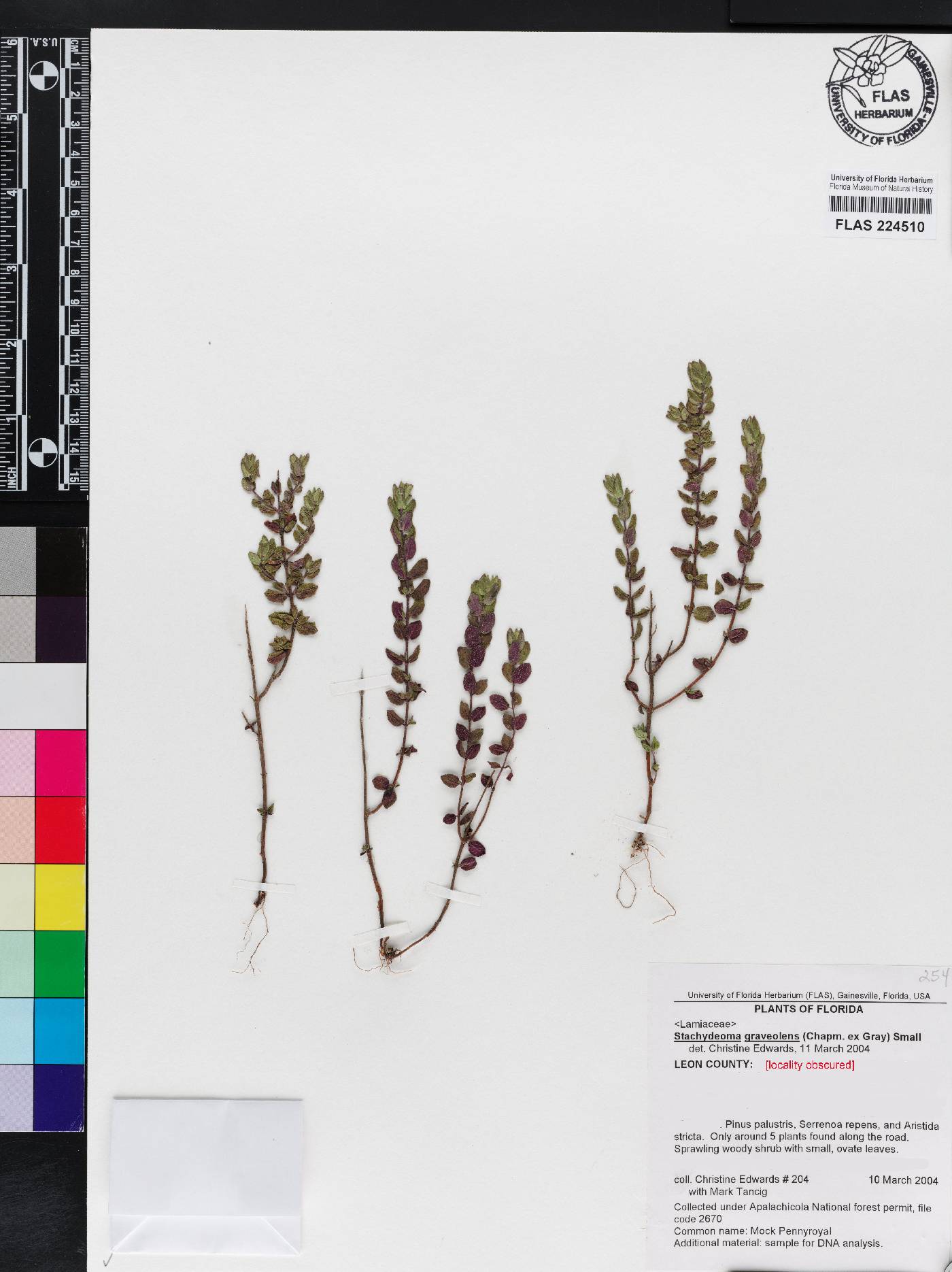 Stachydeoma graveolens image