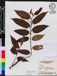 Trema micrantha image