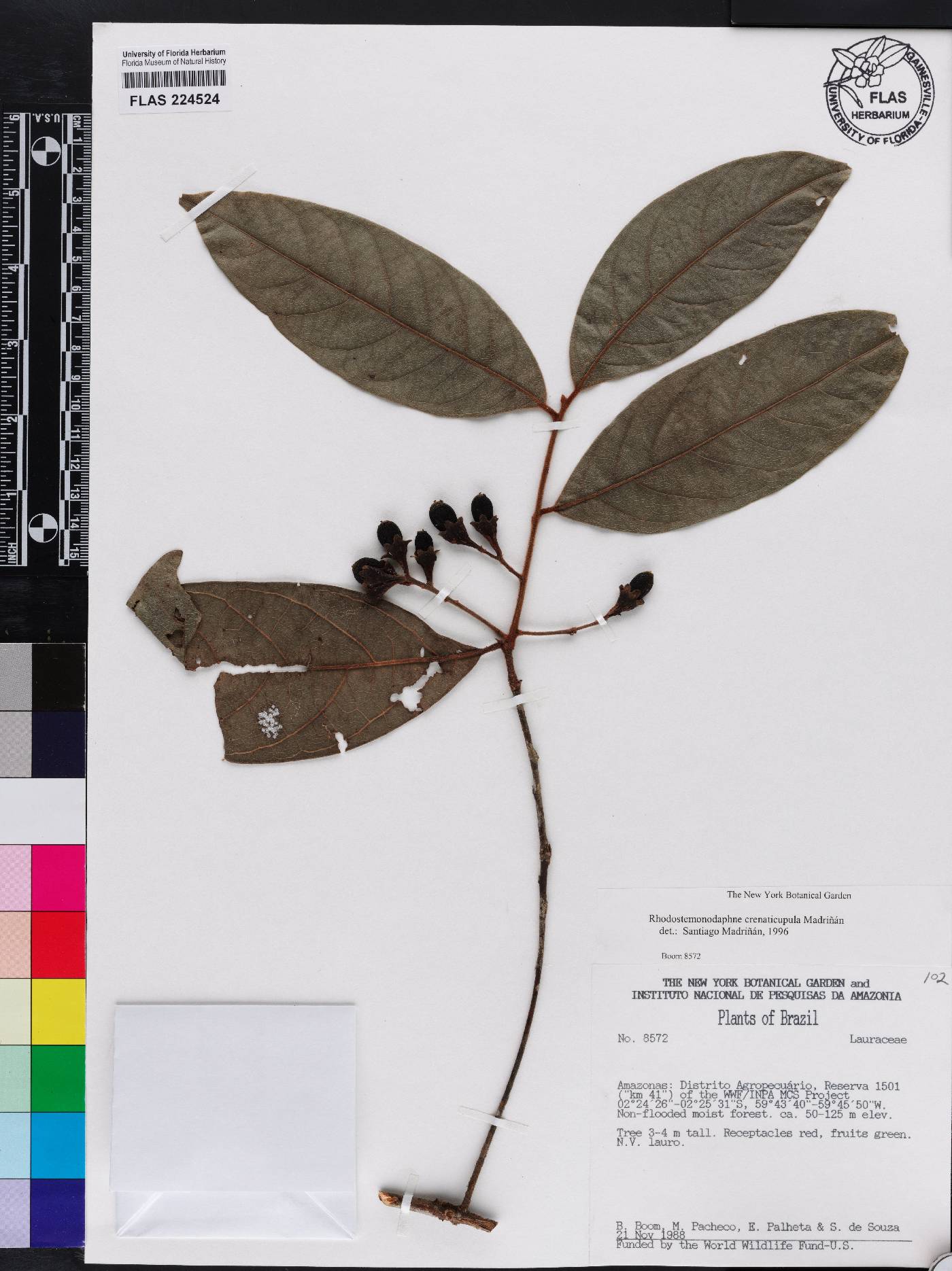 Rhodostemonodaphne crenaticupula image
