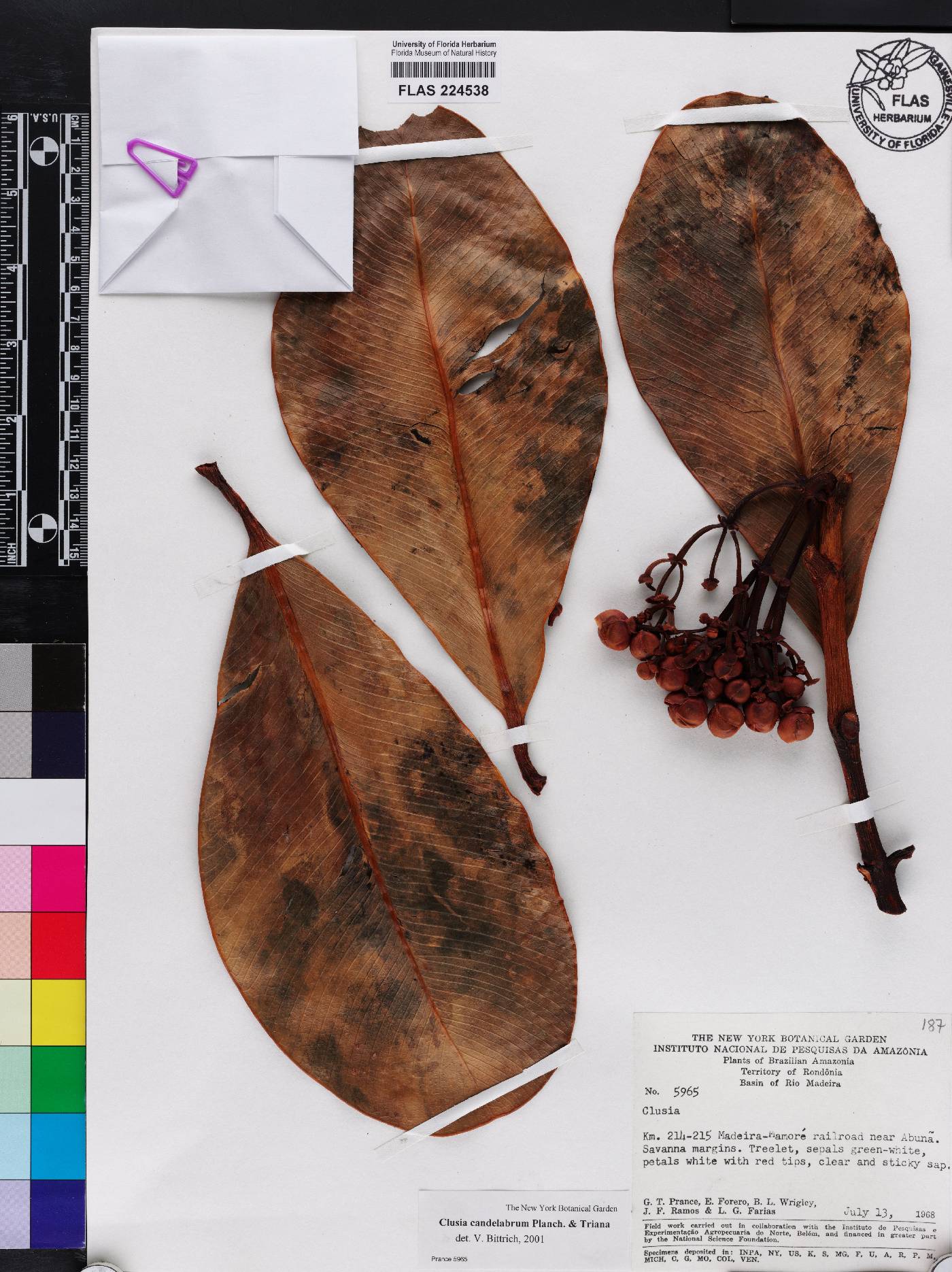 Clusia candelabrum image