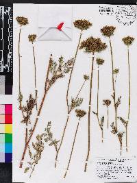 Daucus pusillus image