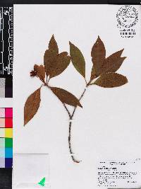 Illicium floridanum image