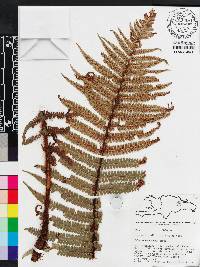 Dryopteris wallichiana image