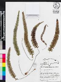 Grammitis asplenifolia image