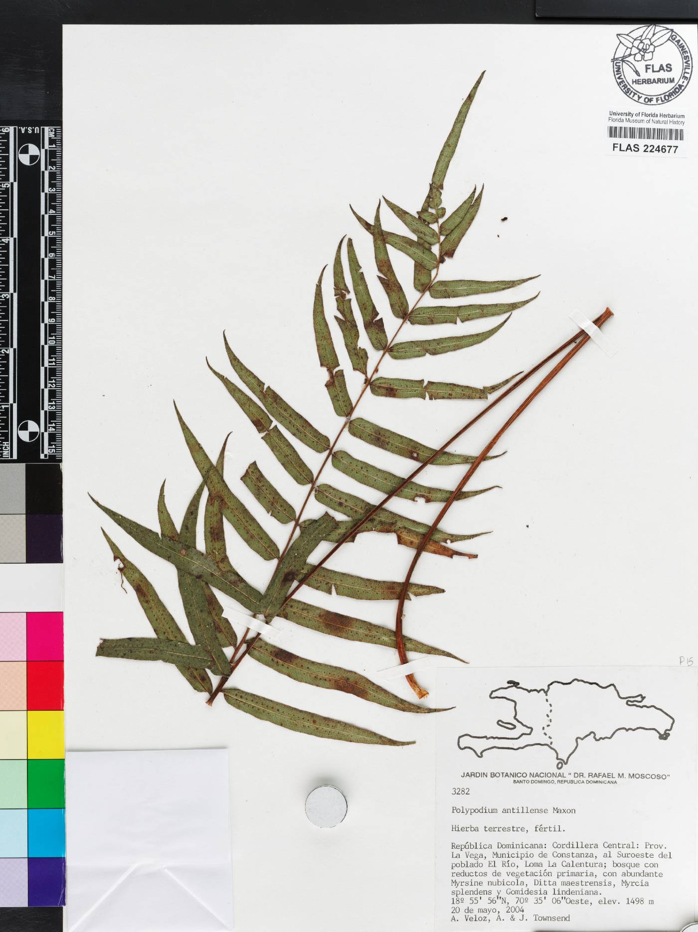 Serpocaulon acuminatum image