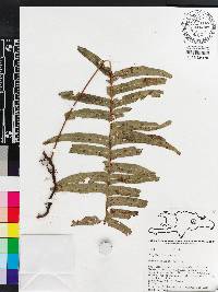 Polypodium loriceum image