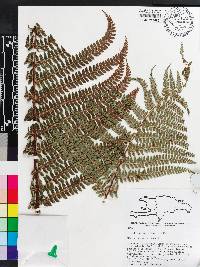 Polystichum muricatum image