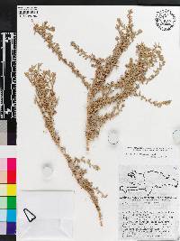 Image of Atriplex domingensis