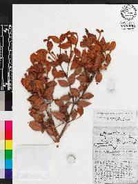 Calyptranthes eriocephala image