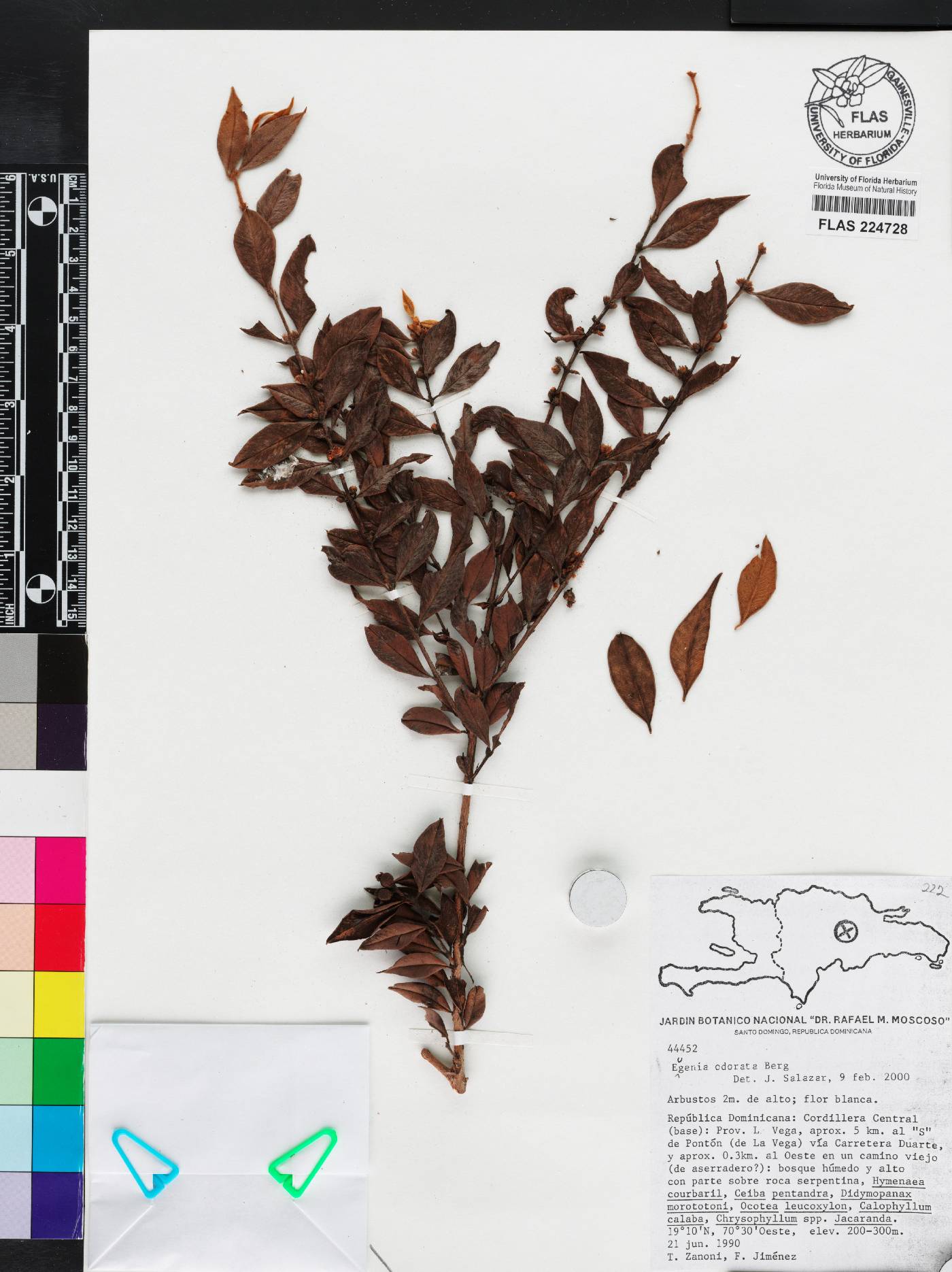 Eugenia isabeliana image