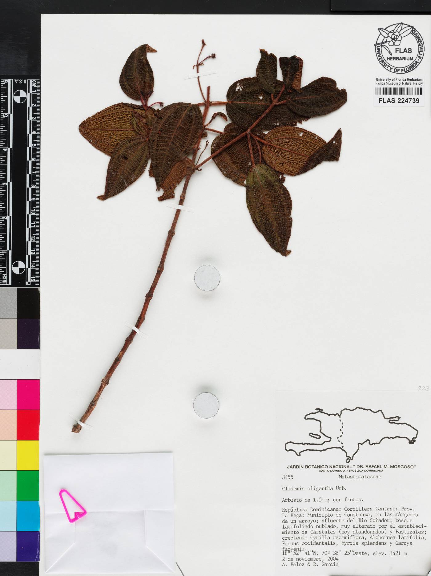 Miconia spanantha image