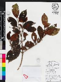 Miconia hirticaulis image