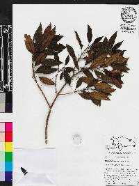 Miconia hirticaulis image