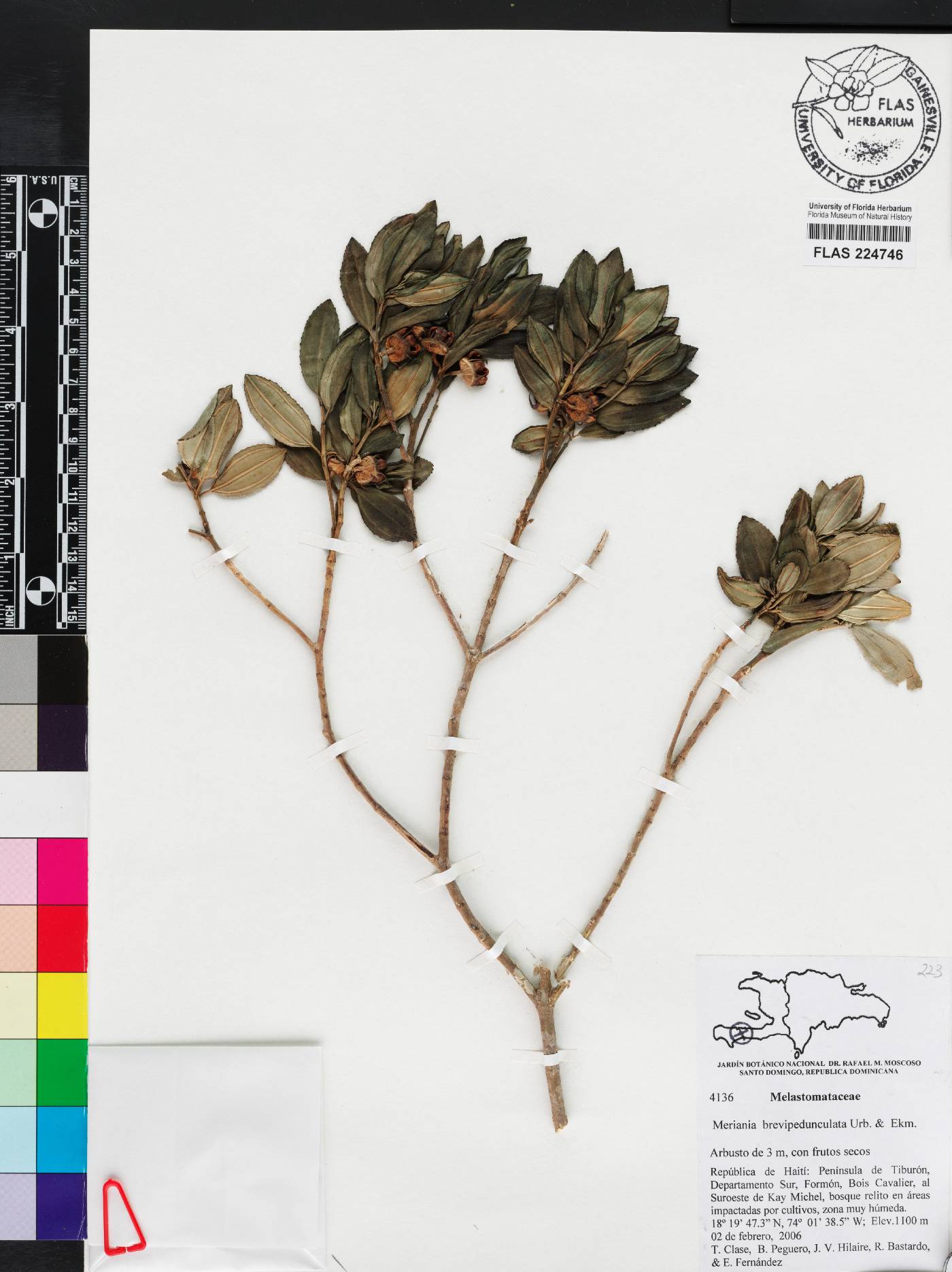 Meriania brevipedunculata image