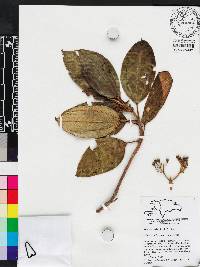 Miconia barkeri image