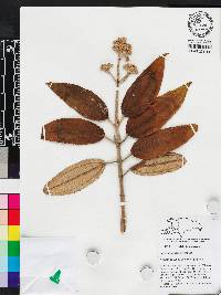 Miconia subcompressa image