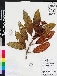 Miconia subcompressa image