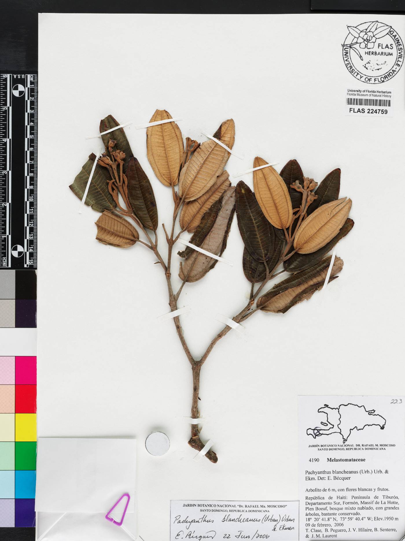 Miconia blancheana image