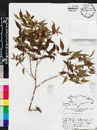 Miconia miguelfuertesii image