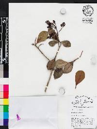 Ardisia fuertesii image