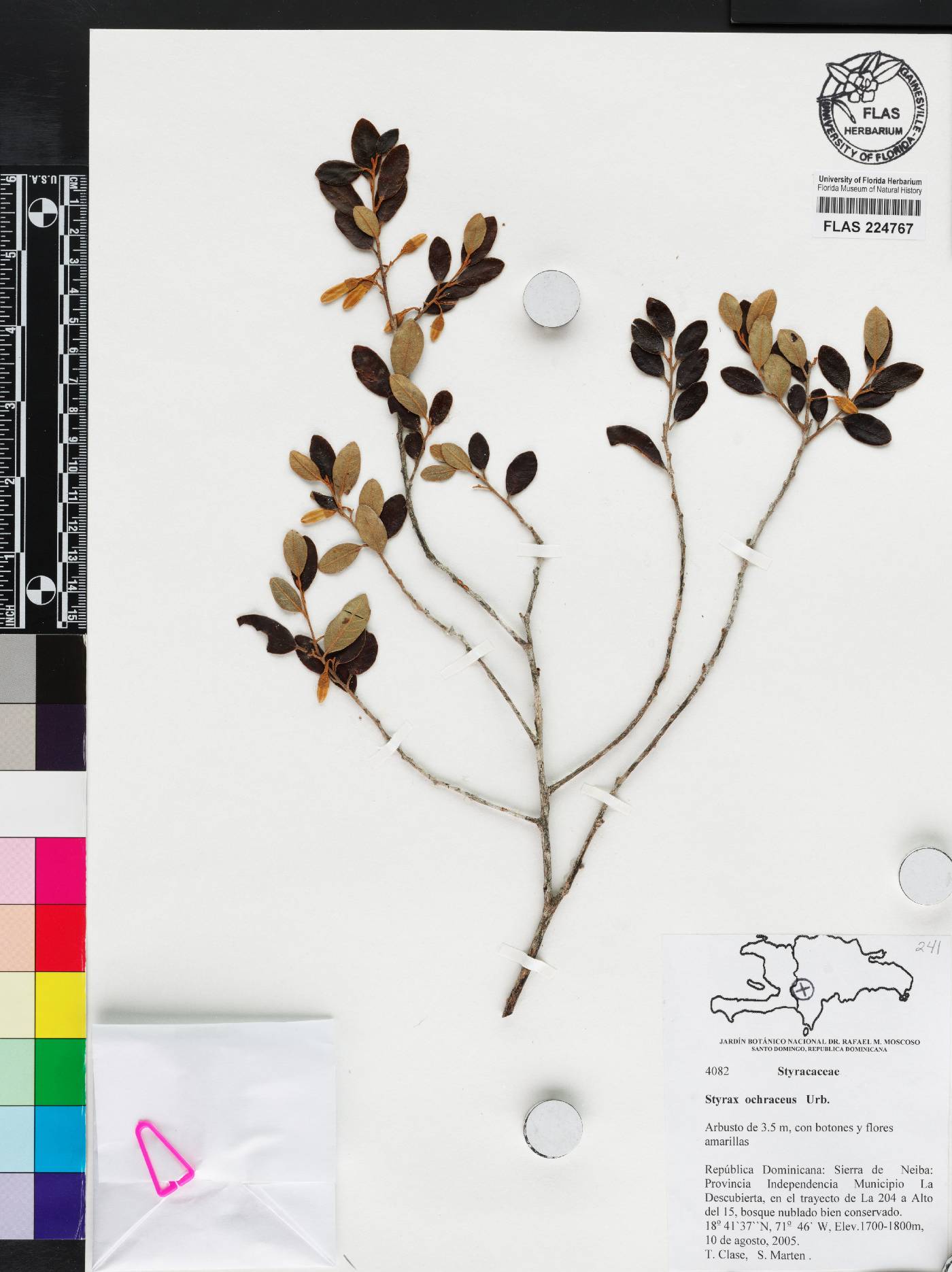 Styrax ochraceus image