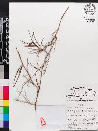 Marsdenia linearis image