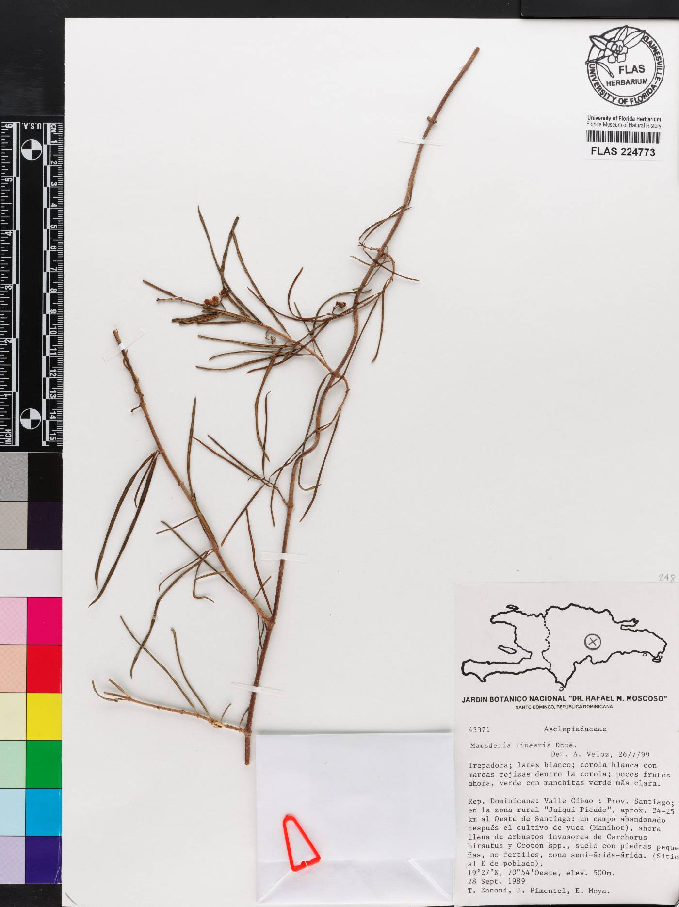 Marsdenia linearis image