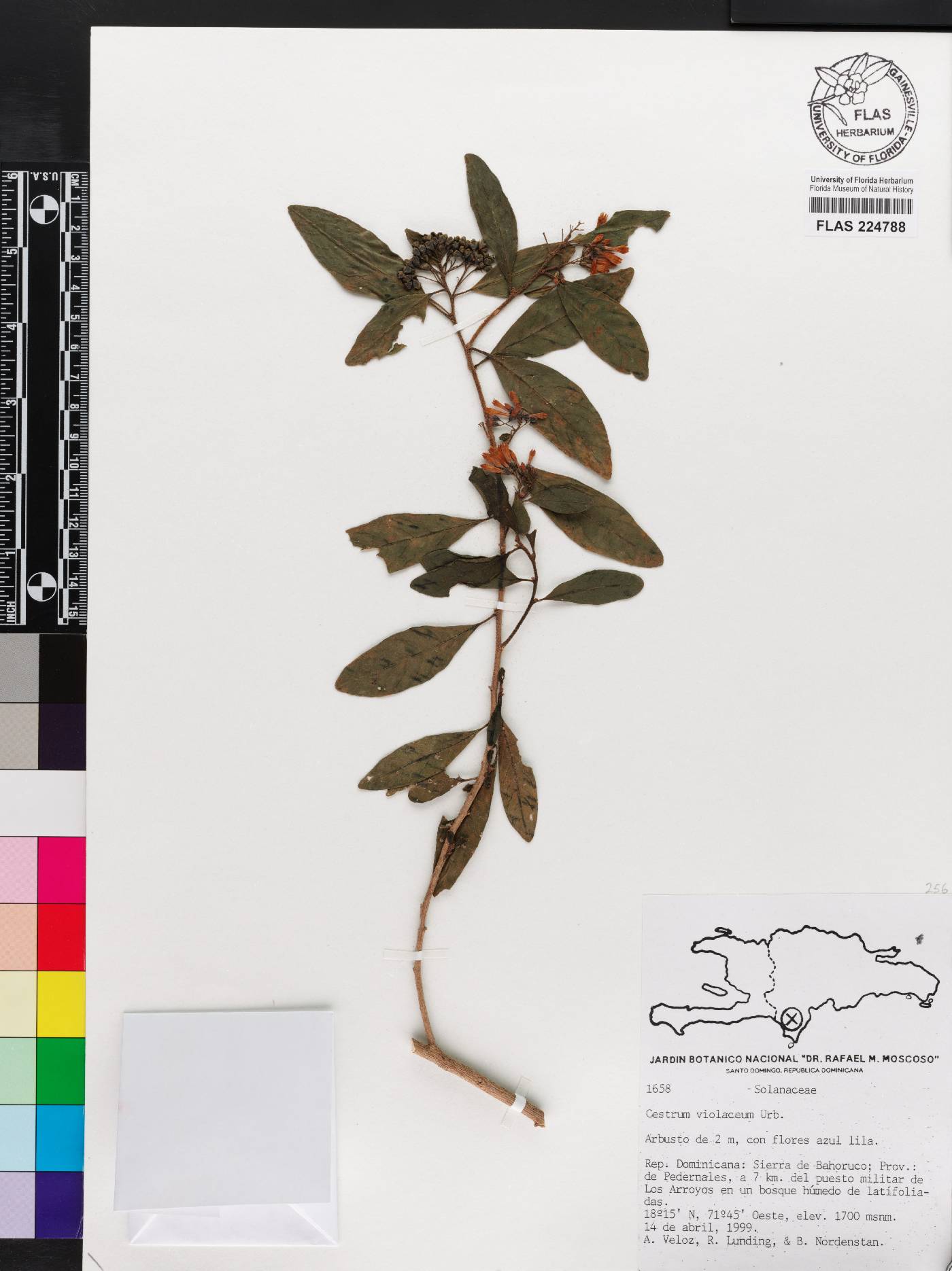 Cestrum violaceum image