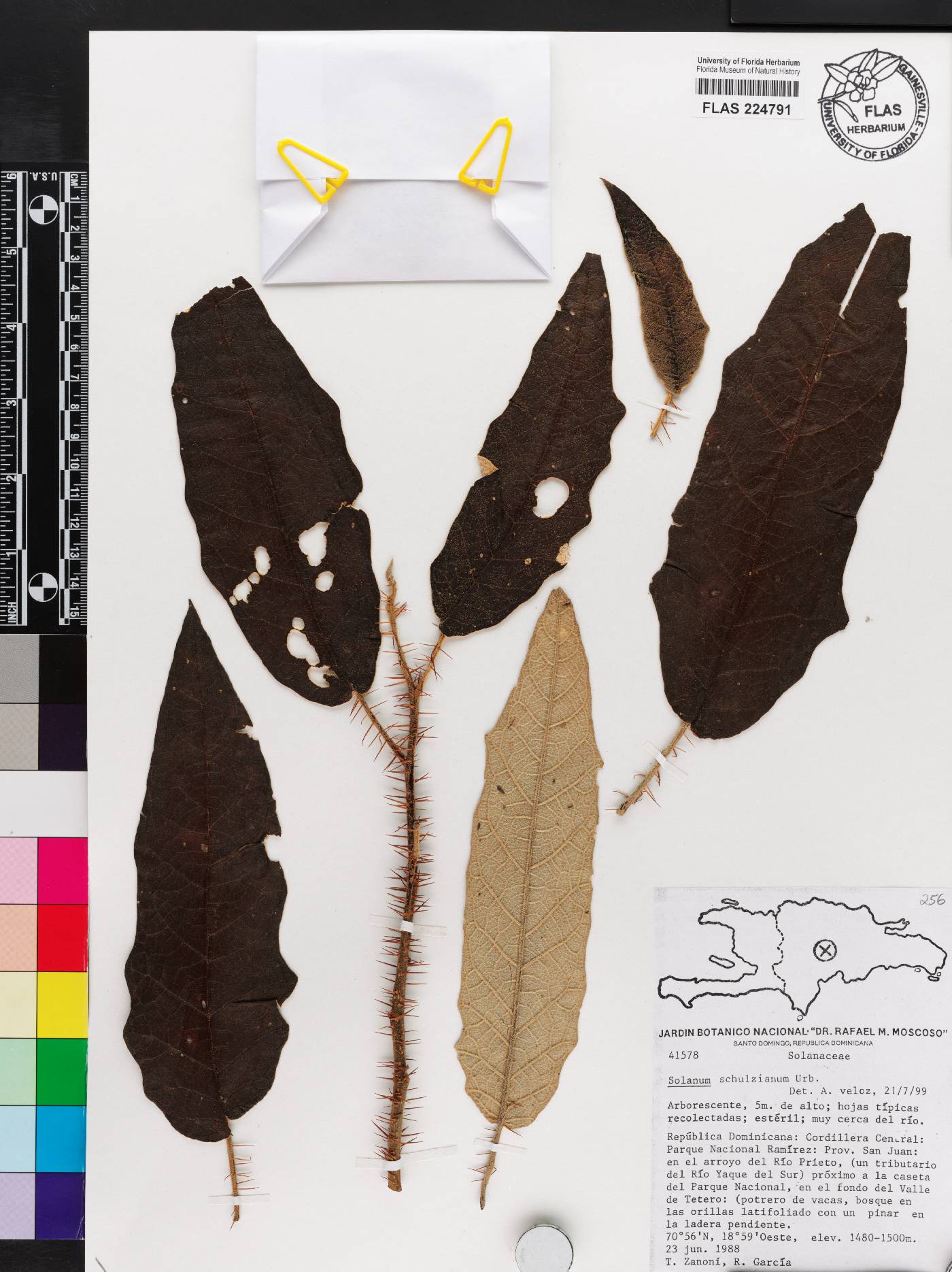 Solanum orthacanthum image