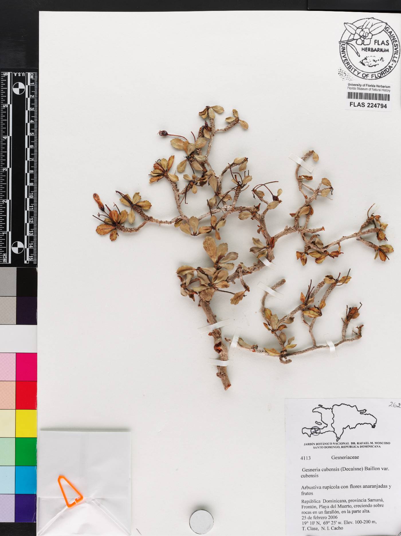 Gesneria cubensis image