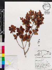 Stenostomum myrtifolium image