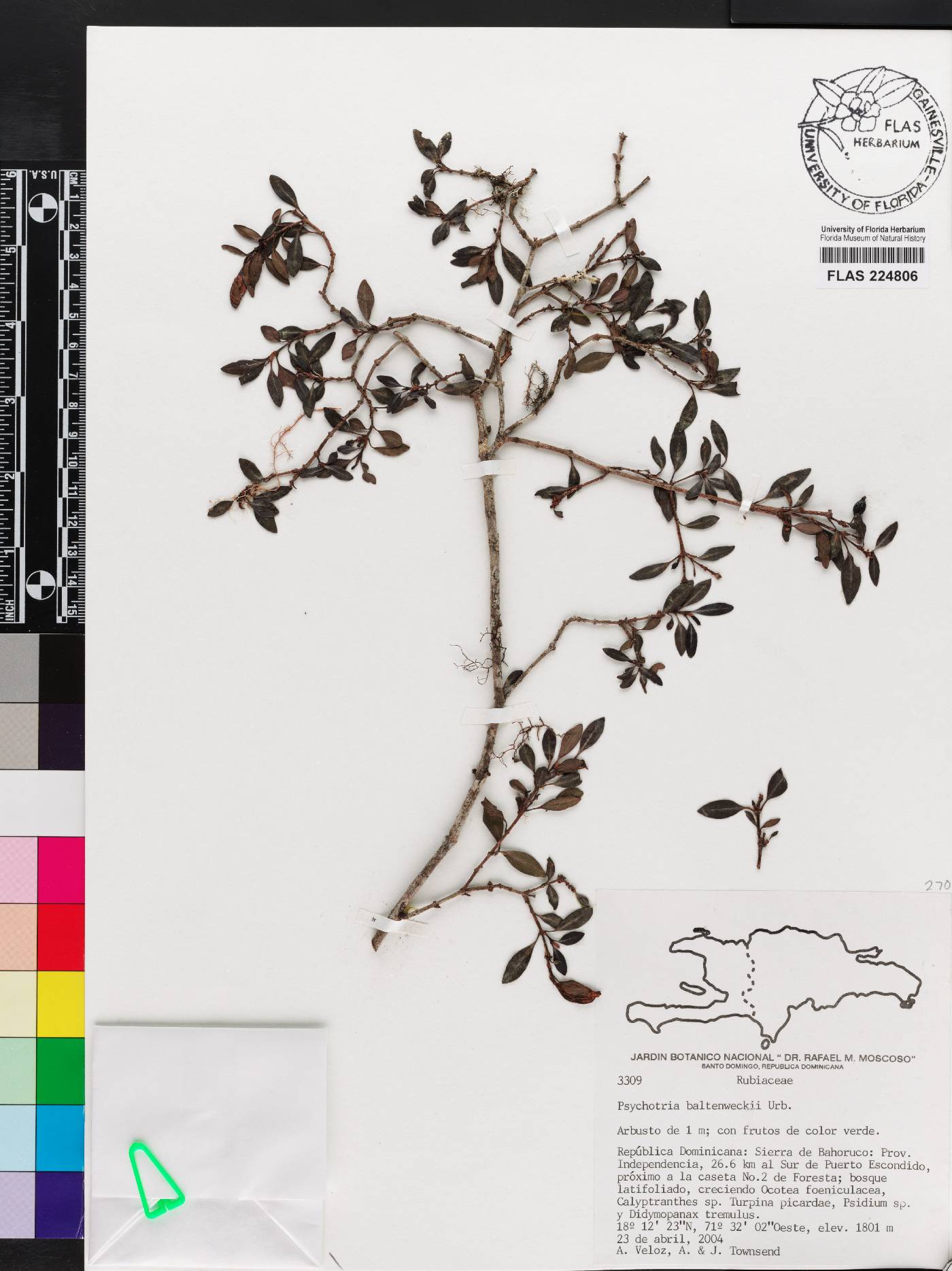 Psychotria baltenweckii image