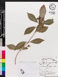 Psychotria nervosa image