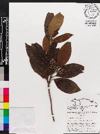 Media resource of Rondeletia barahonensis
