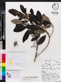 Rondeletia carnea image