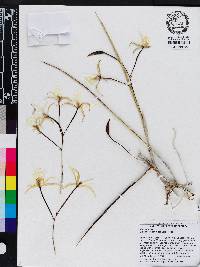 Media resource of Brassavola revoluta