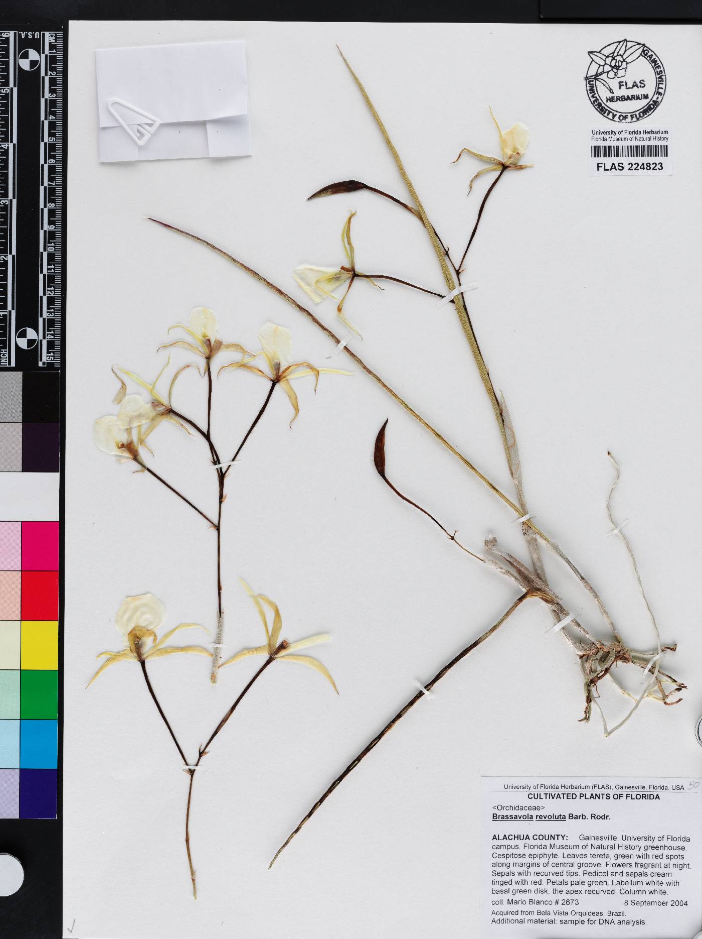 Brassavola revoluta image